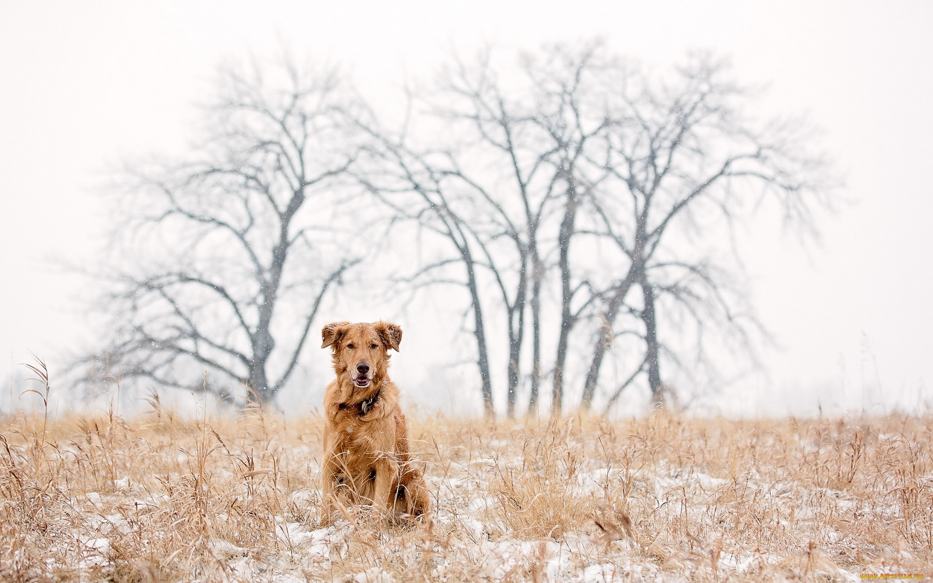 , , golden, retriever, dog, snow, winter